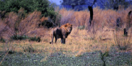 Lion in ''News From Africa'' by artist Santiago Montoya.