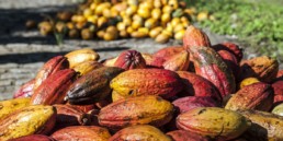 Contemporary artist Santiago Montoya; cacao harvest at his farm in Colombia.