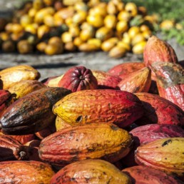 Contemporary artist Santiago Montoya; cacao harvest at his farm in Colombia.
